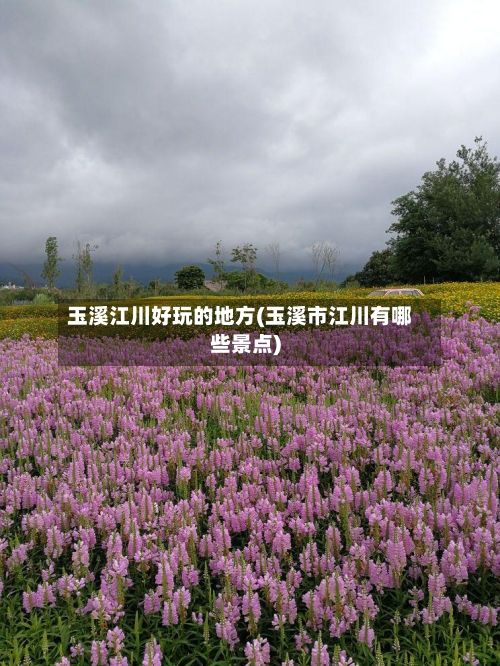 玉溪江川好玩的地方(玉溪市江川有哪些景点)-第2张图片