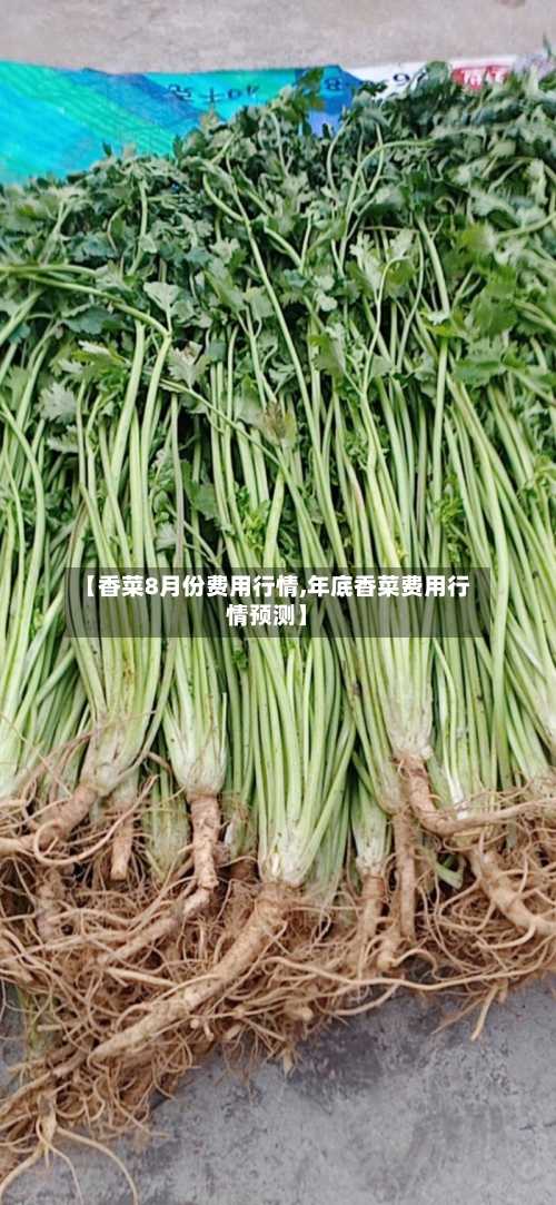 【香菜8月份费用行情,年底香菜费用行情预测】-第2张图片