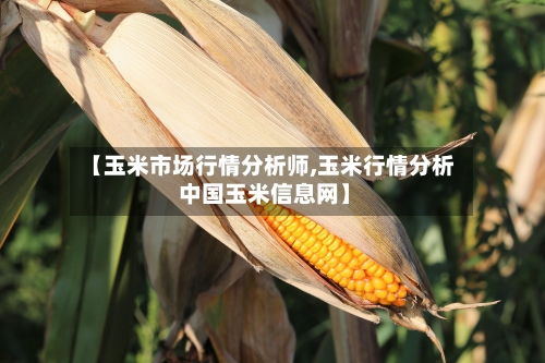 【玉米市场行情分析师,玉米行情分析 中国玉米信息网】