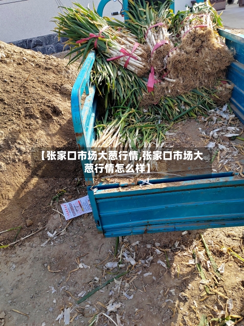 【张家口市场大葱行情,张家口市场大葱行情怎么样】