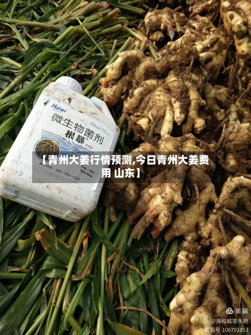 【青州大姜行情预测,今日青州大姜费用 山东】-第2张图片